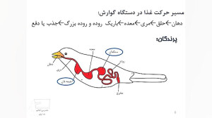 آموزش فصل 13 علوم پایه هفتم
