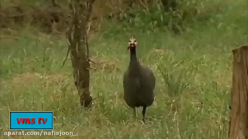 فوق العاده ترین صحنه های شکار...