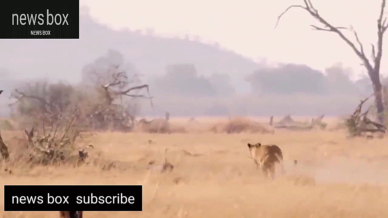 مستند حیات وحش