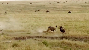 صحنه هاي عجيب و باورنكردني از...