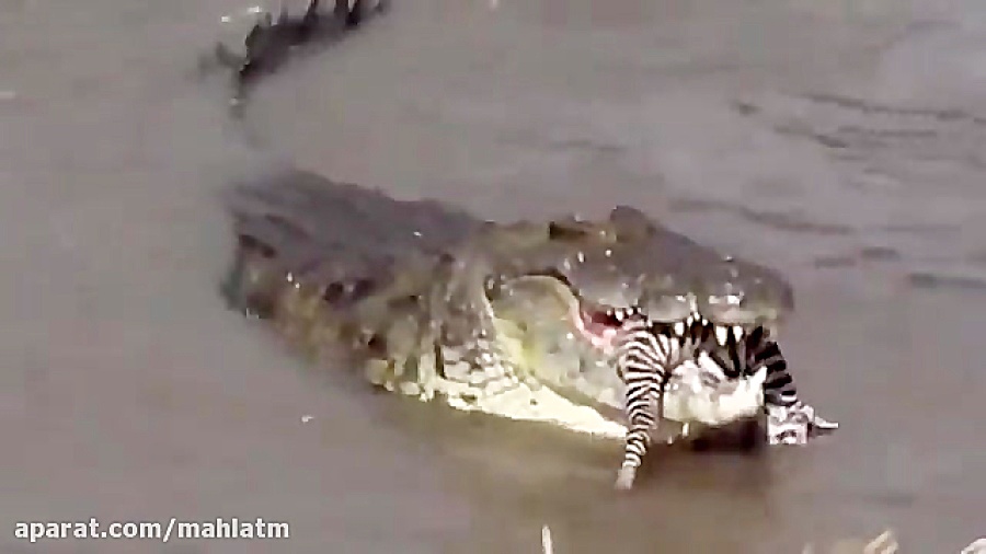 کروکودیل های در انتظار شکار