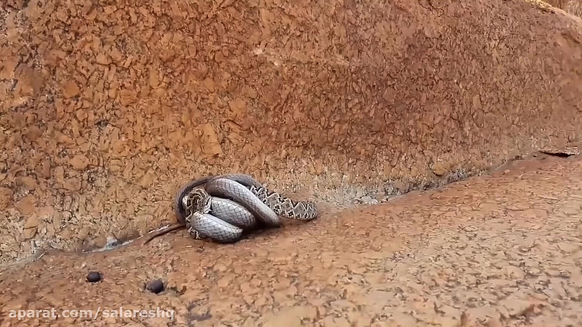 حیات وحش ترسناک برزیل | سه مار...