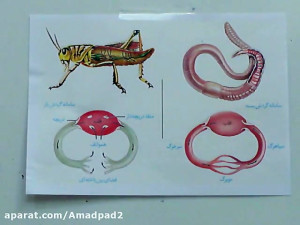 تدریس زیست دهم