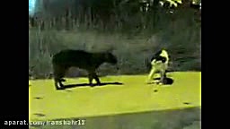 کلیپ طنز و خنده دار !!!!