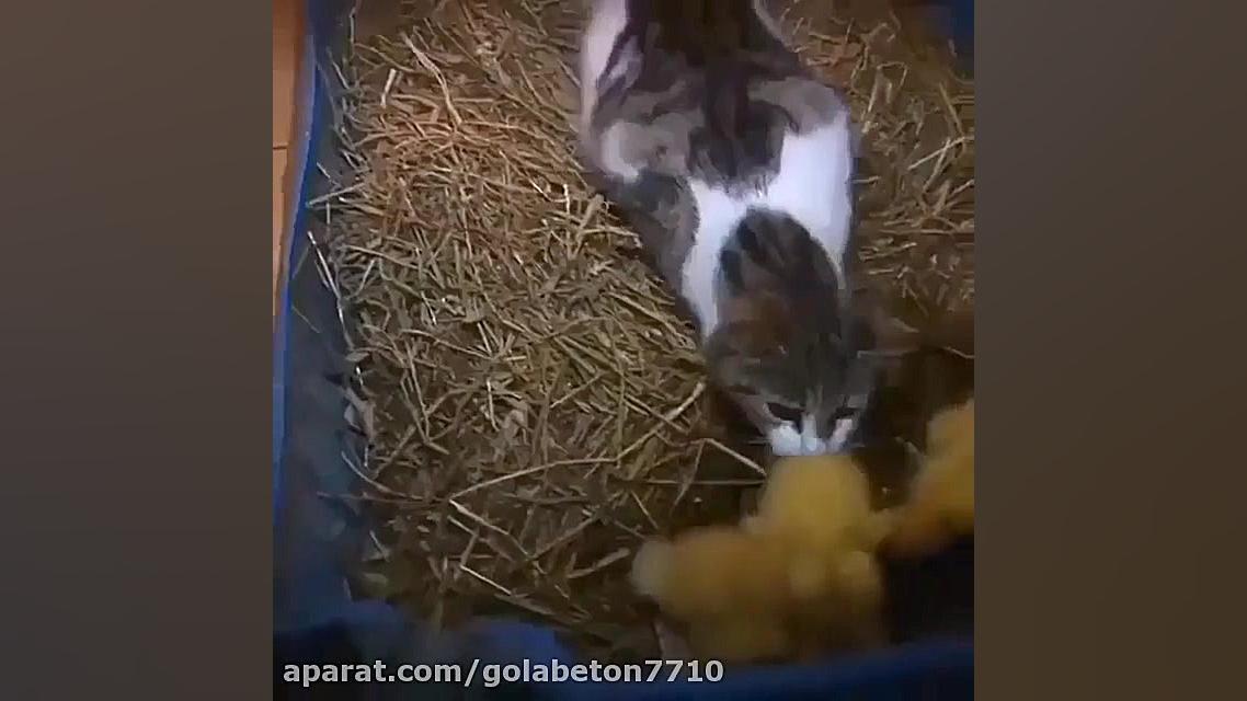 کلیپ دیدنی گربه و جوجه اردک