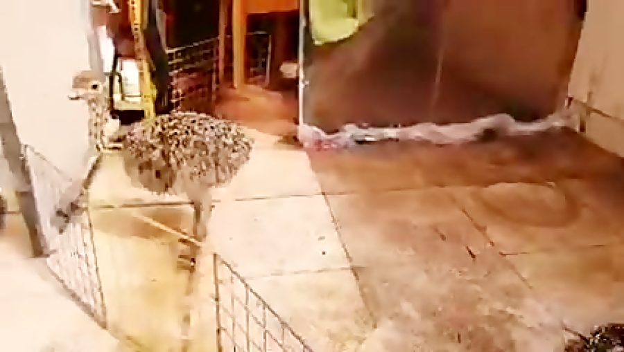 پرورش شتر مرغ در منزل 1