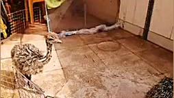 پرورش شتر مرغ در منزل 1