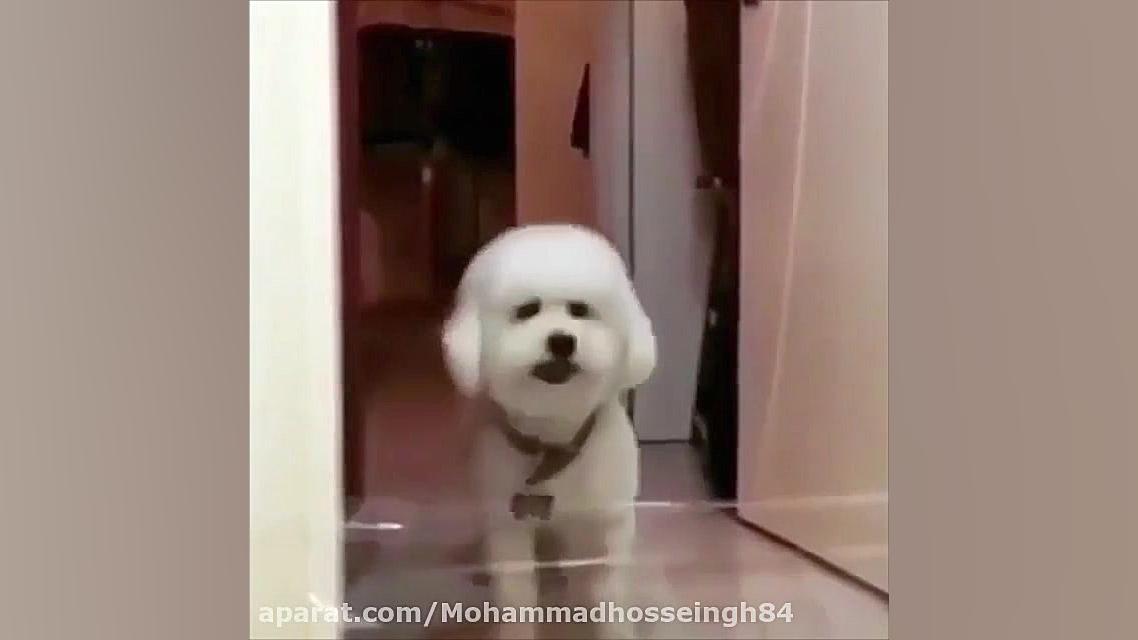 جواد خواجوی چارتا چسبه دیگه