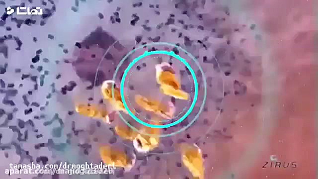 ویروس کرونا و هشدار مادران بار...