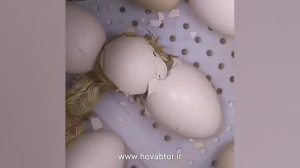 لحظه بیرون آمدن جوجه مرغ از تخ...
