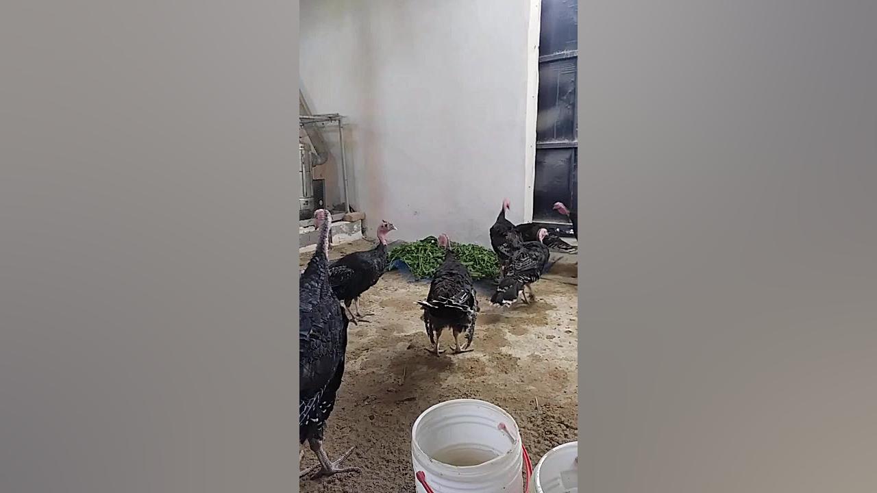 سالن پرورش بوقلمون