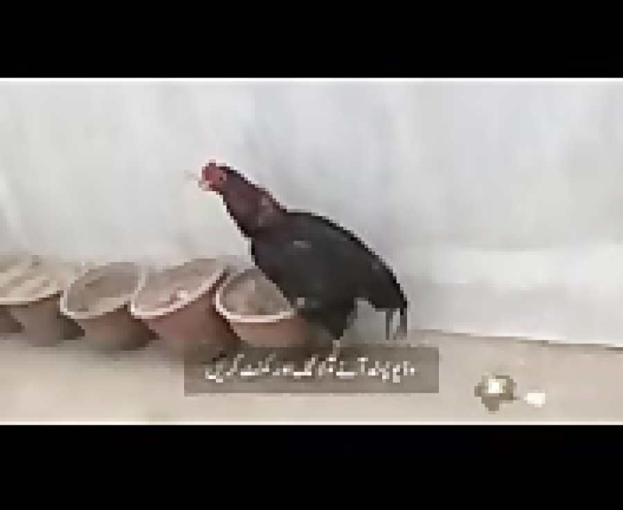 اصیل مرغا جب بیمار ہو جائے