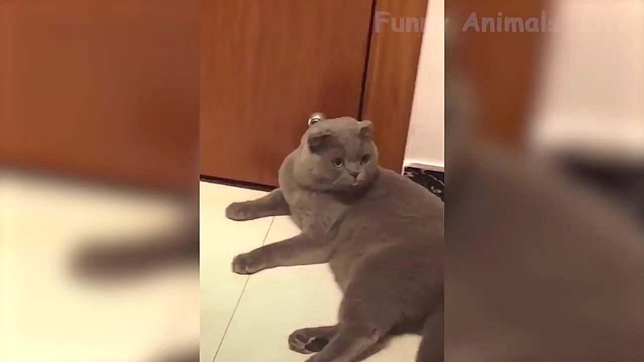 کارهای سوپر خنده دار و بامزه ح...