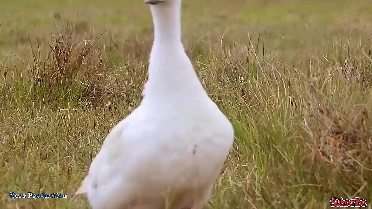 مبارزه حیوانات حیات وحش  راز ب...