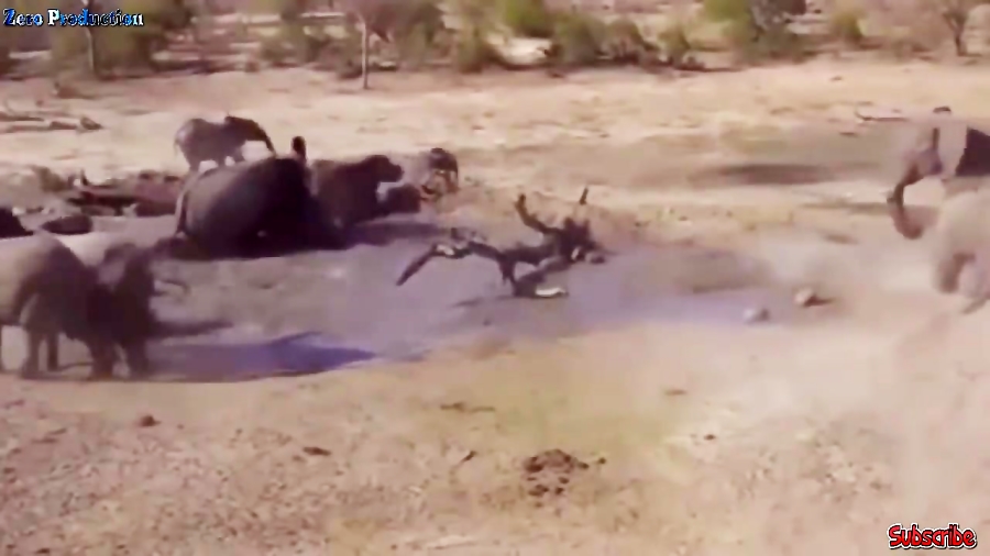 مبارزه حیوانات حیات وحش  راز ب...