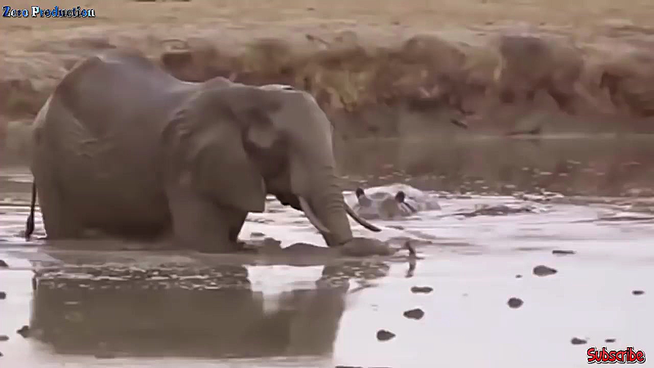 مبارزه حیوانات حیات وحش  راز ب...