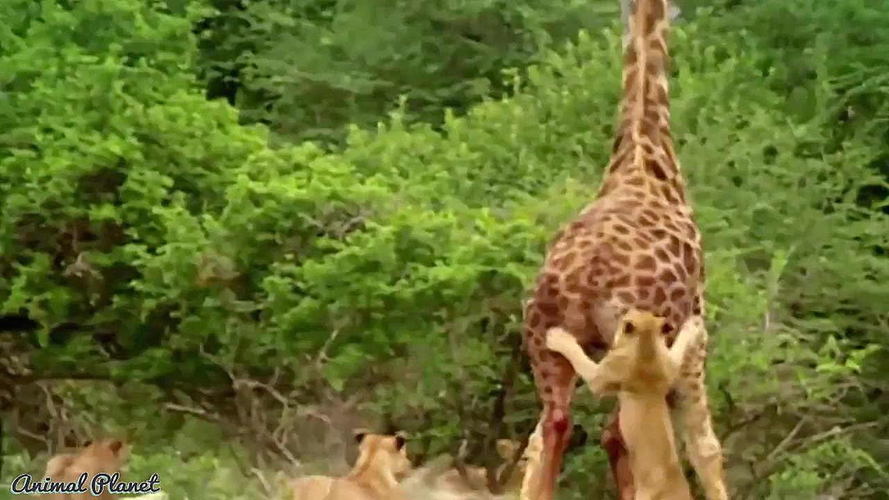 مبارزه حیوانات حیات وحش  راز ب...