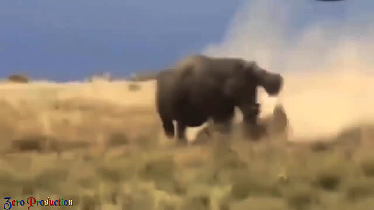 مبارزه حیوانات حیات وحش  راز ب...