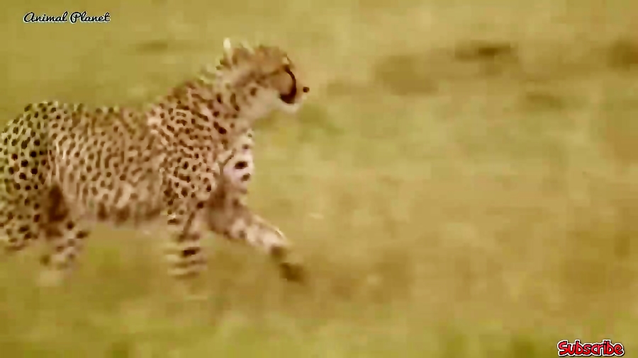 مبارزه حیوانات حیات وحش  راز ب...