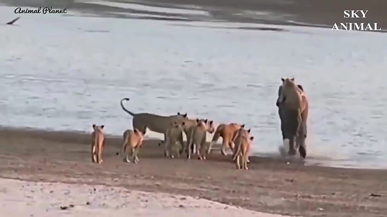 مبارزه حیوانات حیات وحش  راز ب...