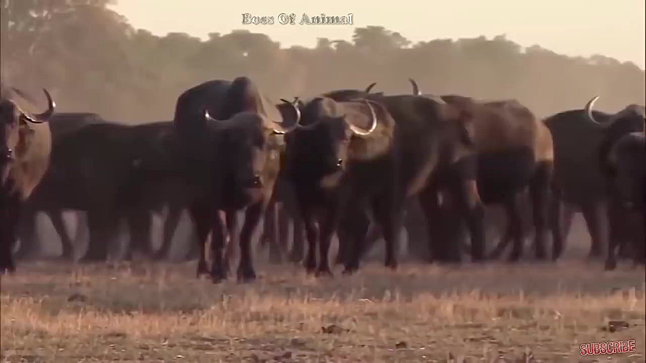 مبارزه حیوانات حیات وحش  راز ب...