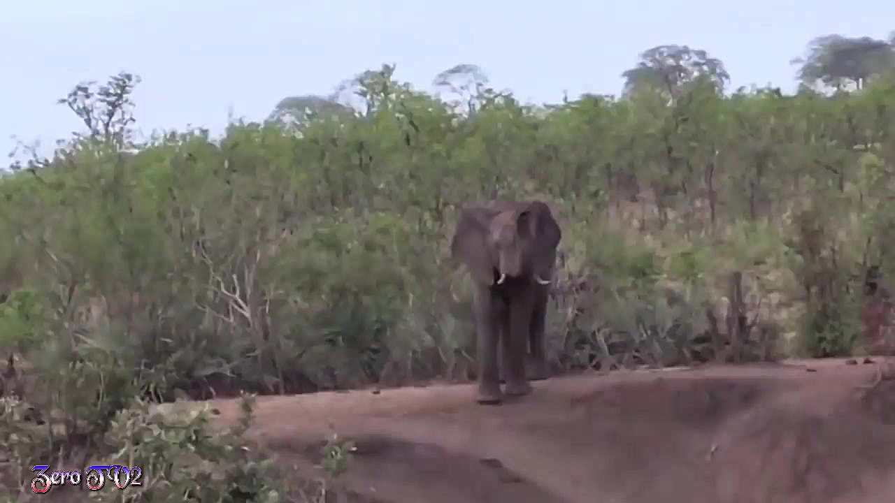 مبارزه حیوانات حیات وحش  راز ب...