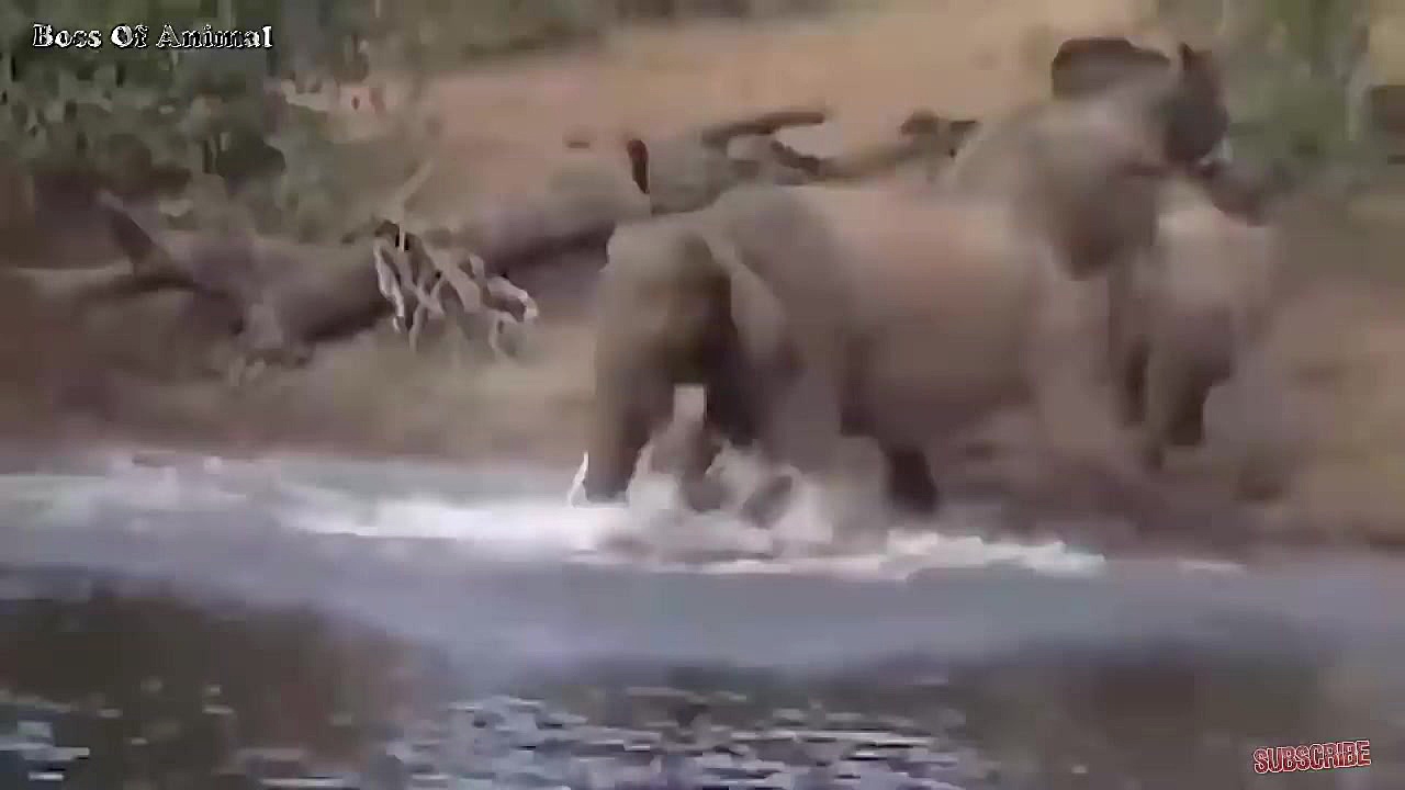 مبارزه حیوانات حیات وحش  راز ب...