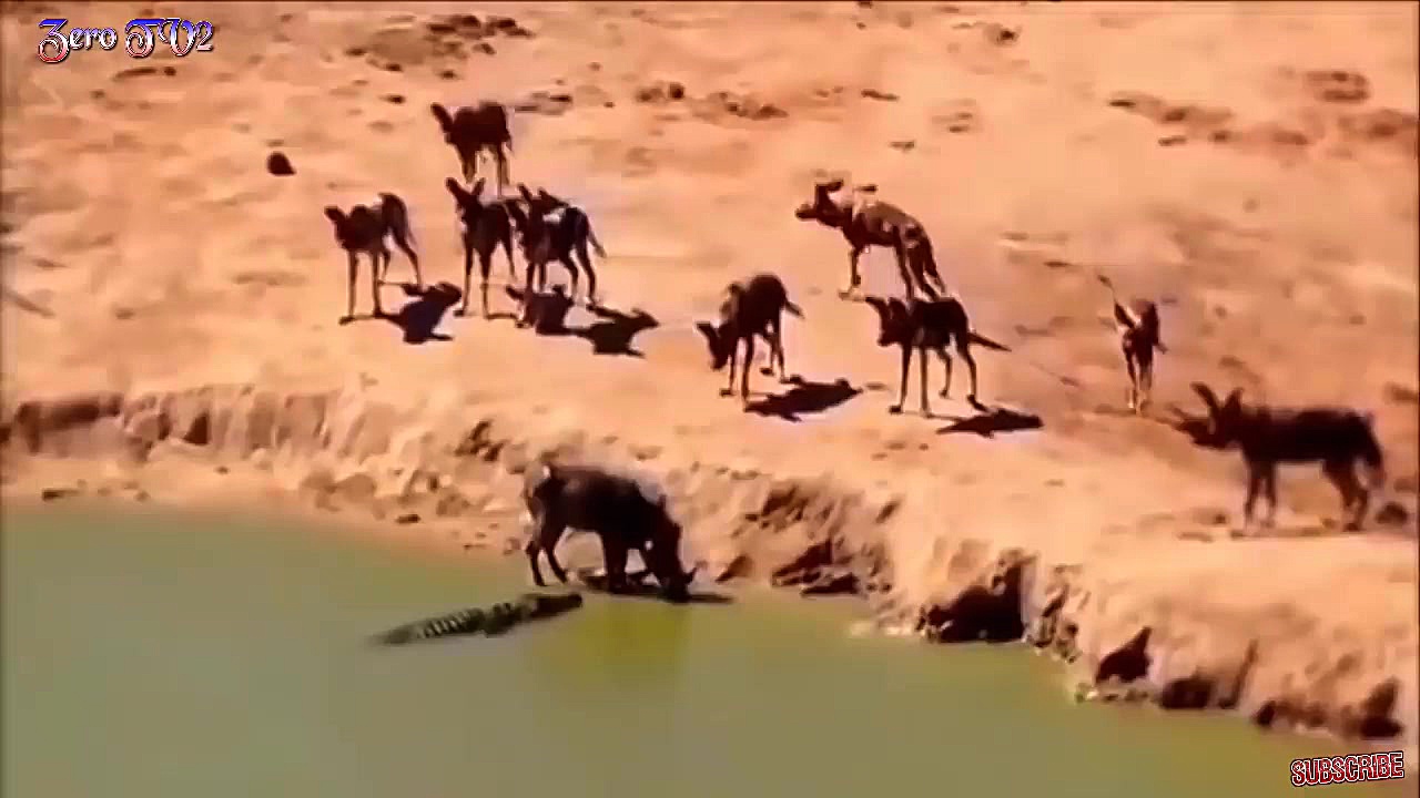 مبارزه حیوانات حیات وحش  راز ب...