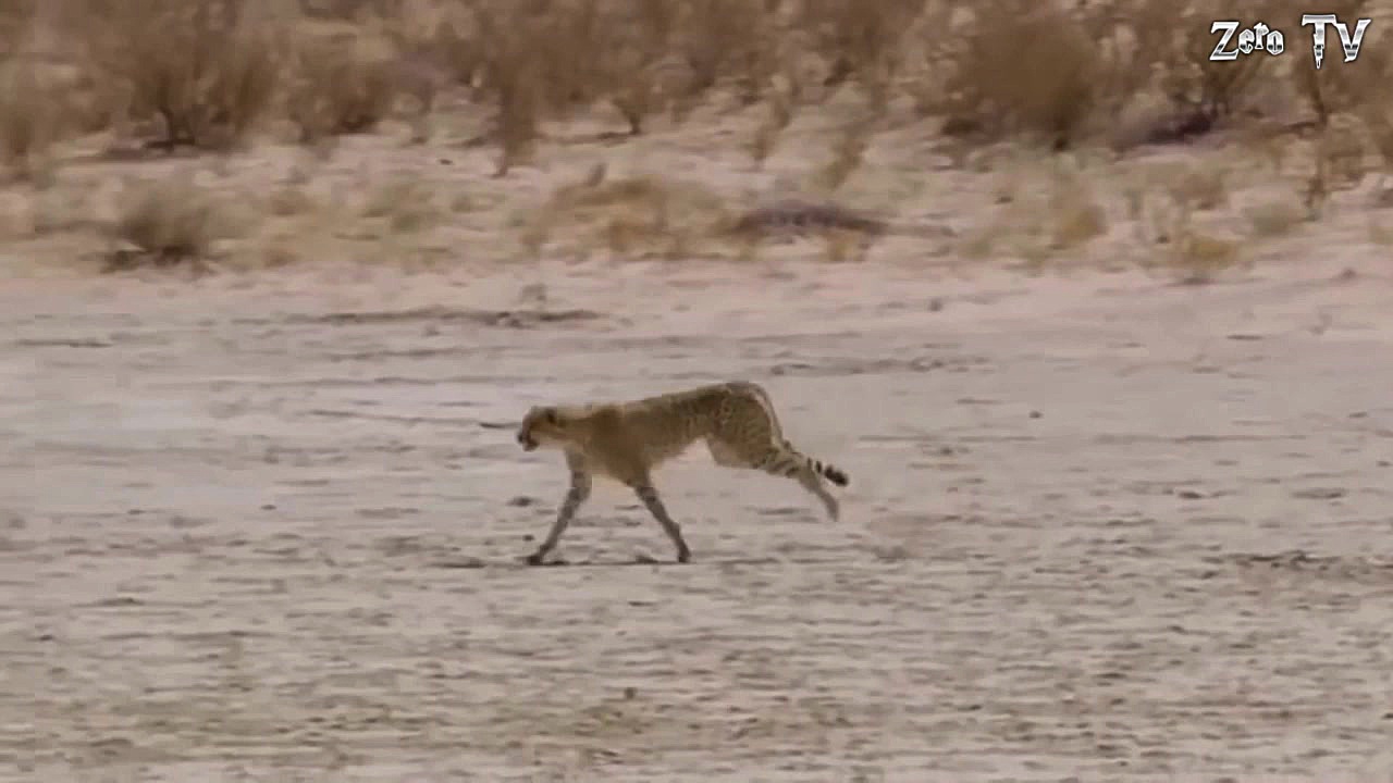 مبارزه حیوانات حیات وحش  راز ب...