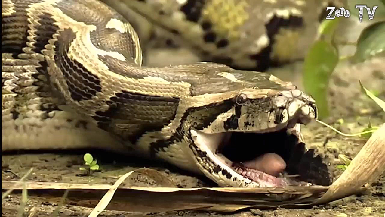 مبارزه حیوانات حیات وحش  راز ب...