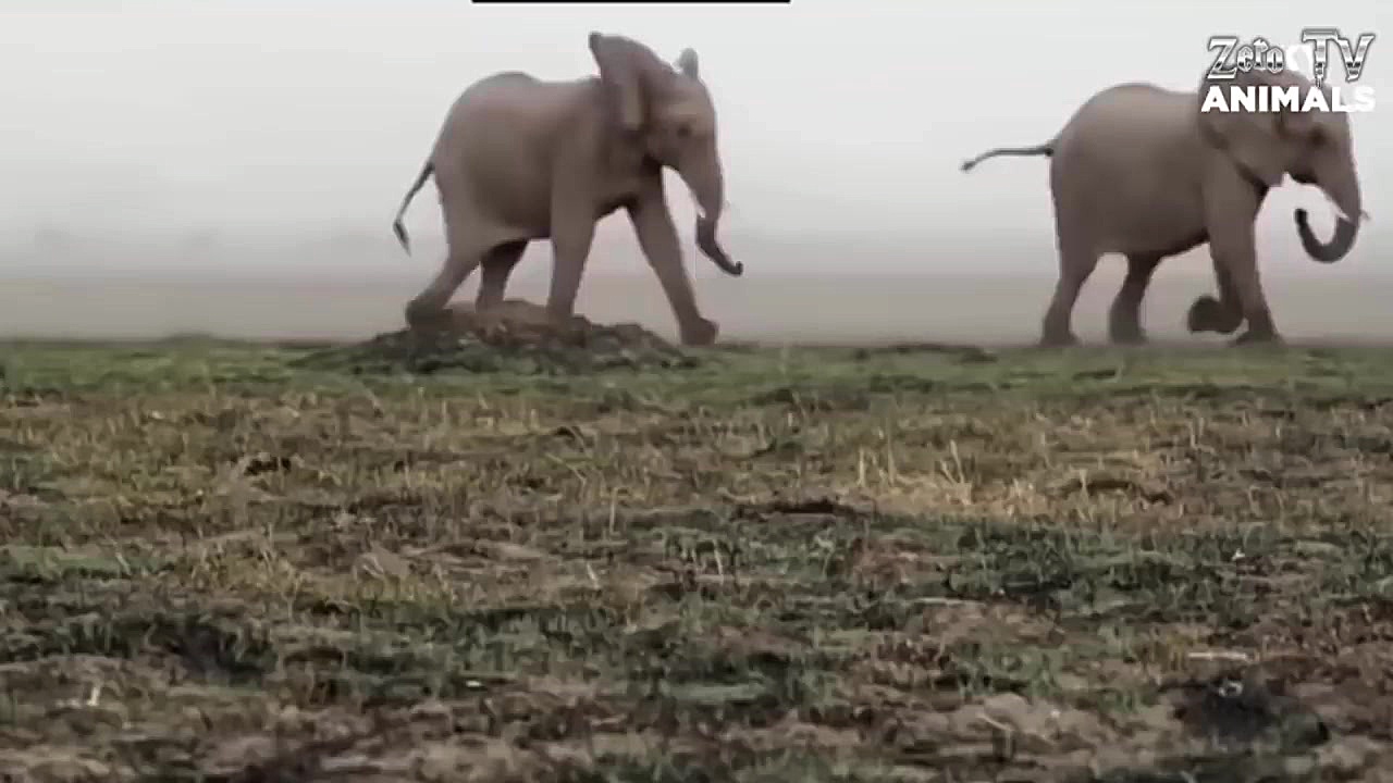 مبارزه حیوانات حیات وحش  راز ب...