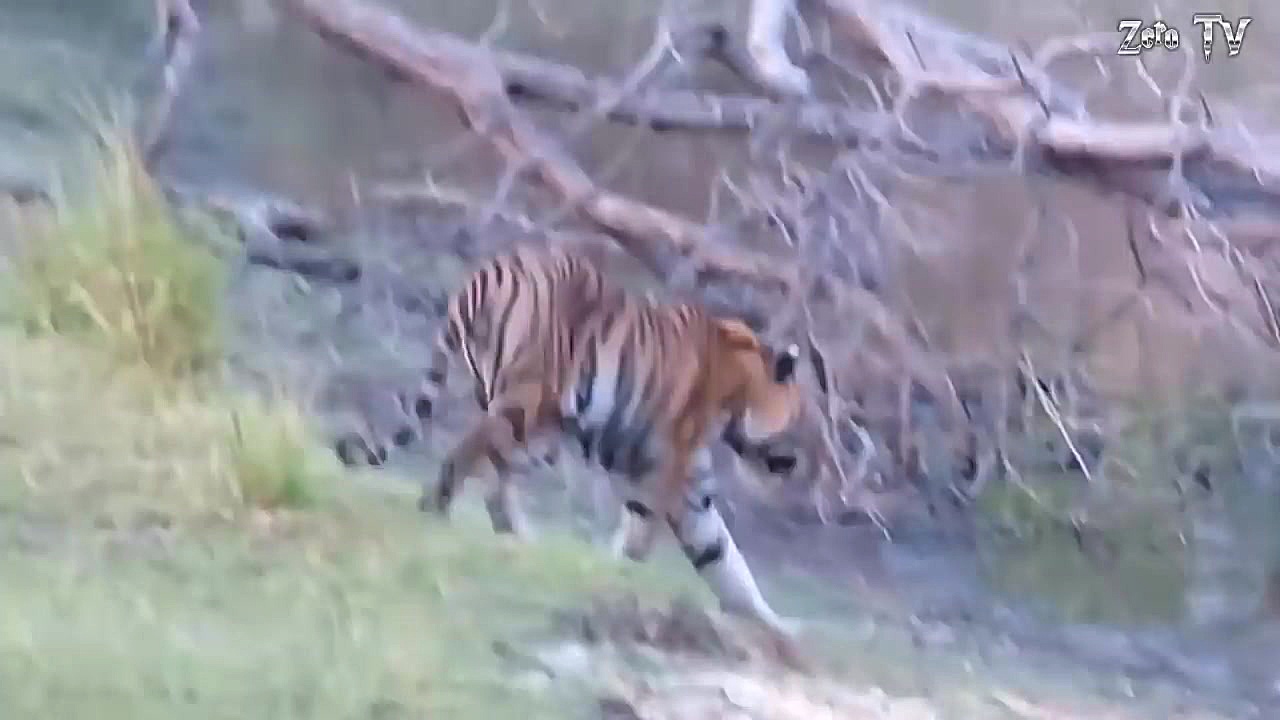 مبارزه حیوانات حیات وحش  راز ب...