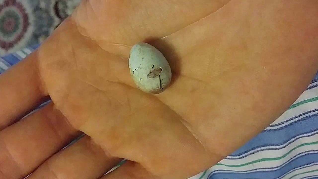 تولد جوجه قناری