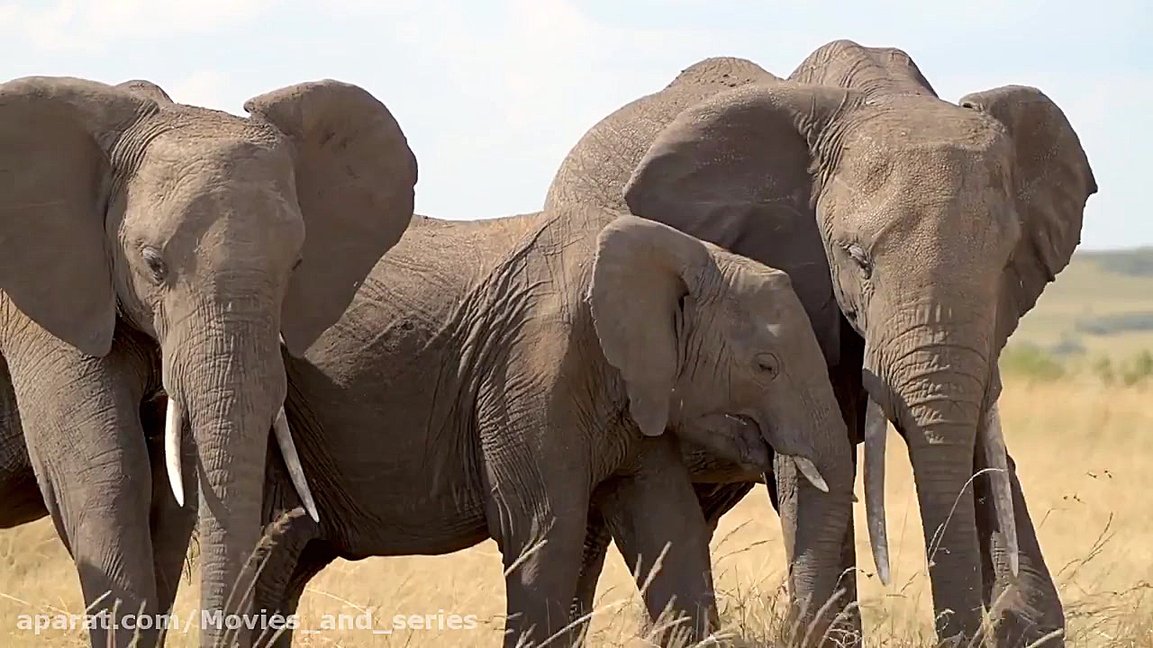 حیات وحش آفریقا