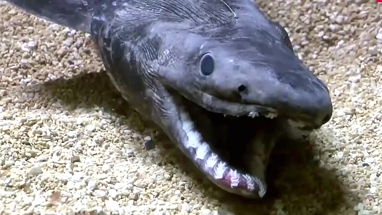 10 موجود ماقبل تاریخی که هنوز...