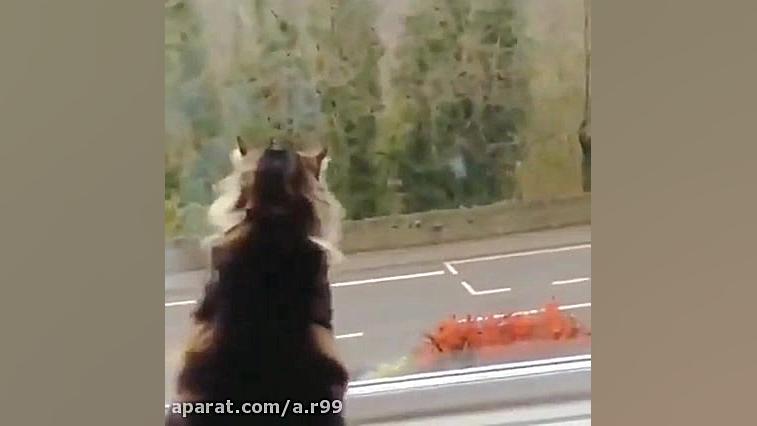 طنز کرونایی: دید و بازدید عید...