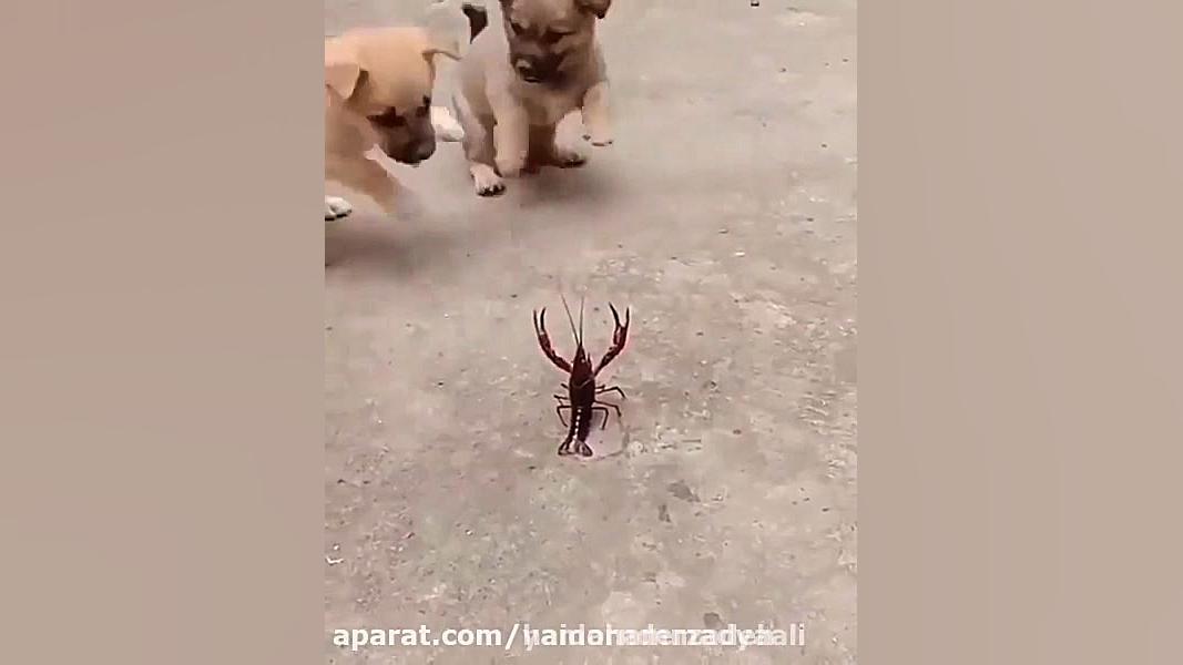 کلیپ خنده دار و باحال