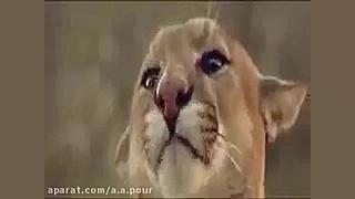 جدال خرس و شیر کوهی