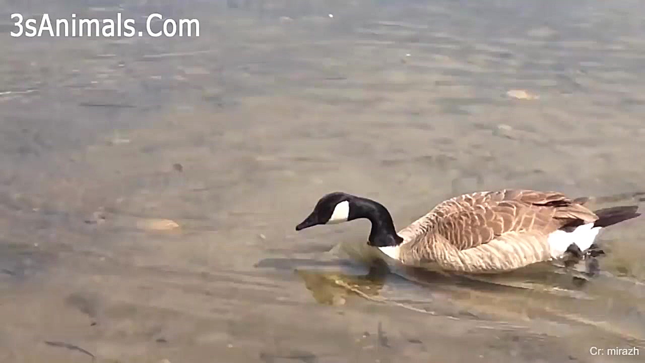 كليپي جالب از حيوانات با بچه ه...