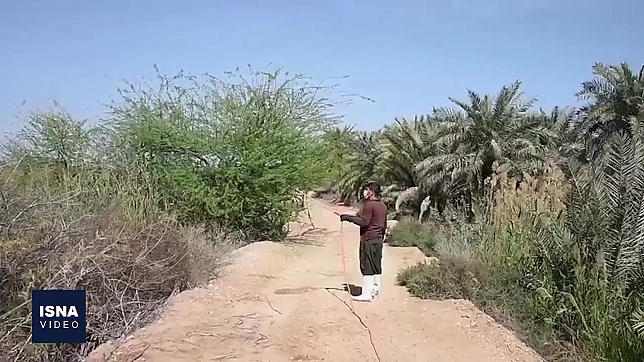 مبارزه با هجوم ملخ&zwnj;ها در...