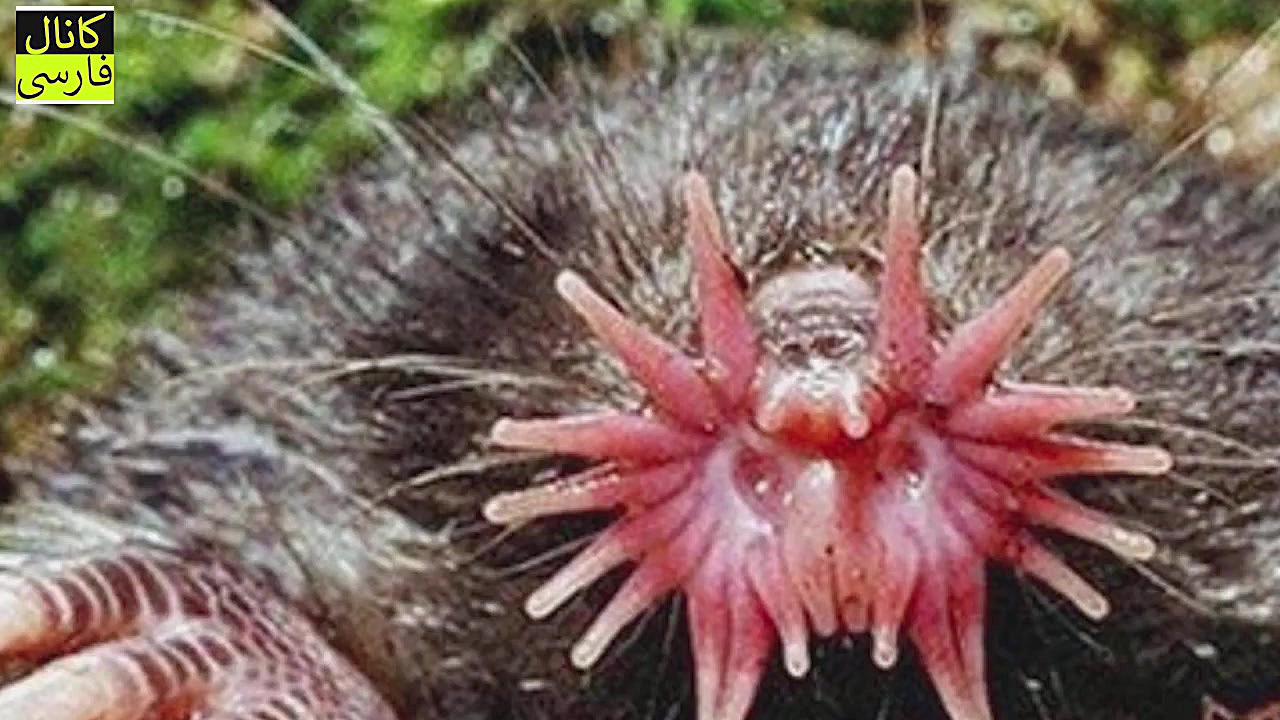 ترسناک‌ترین حیوانات که شباهت ع...