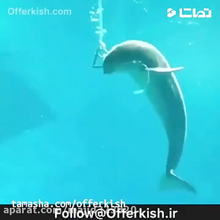 قلیون کشیدن بچه دلفین