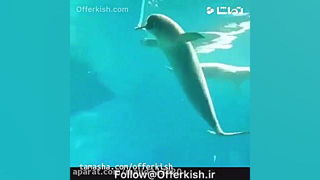 قلیون کشیدن بچه دلفین