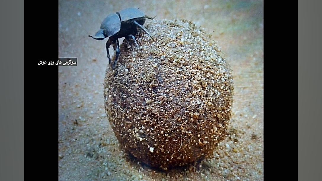 قوی ترین حشره جهان که نمیدونست...