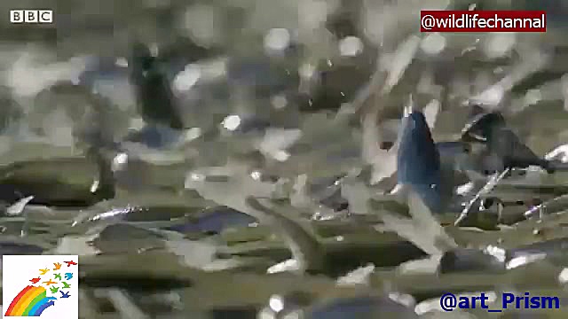 این ماهی ها خودکشی نمی کنند بل...