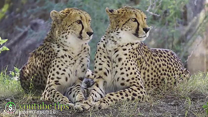 هفت راز جالب درباره چیتا که نم...