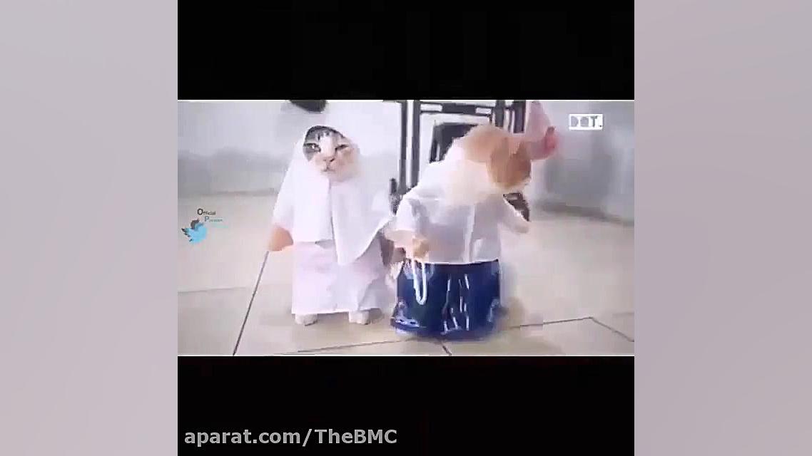 گربه های بامزه لباس آدم پوشیدن
