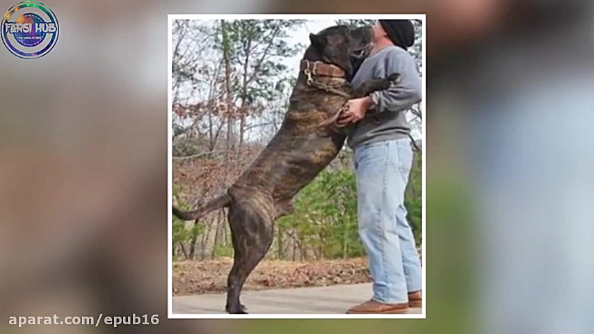 خطرناک ترین نژاد های سگ در جها...