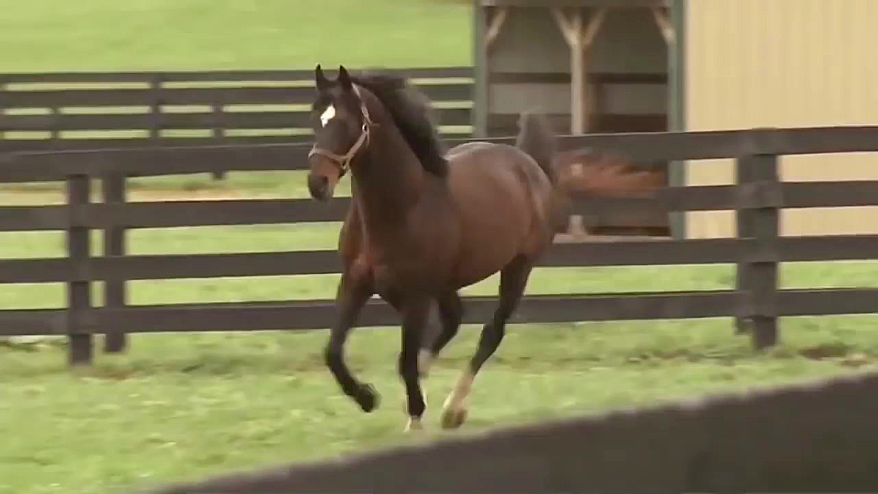 پیرمرد مهربون مزرعه داره 2 کیف...