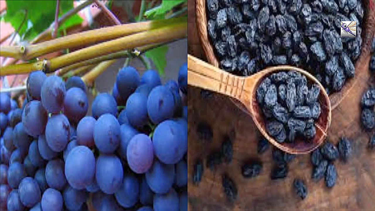 کشمش و همه چیز درباره خواص و ف...